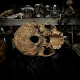 Human skull