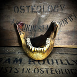 A mandible