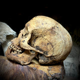 Human skull with mandible