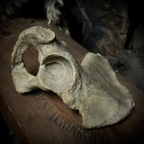 Human hip bone