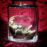 Wet Specimen “Brown Mouse”