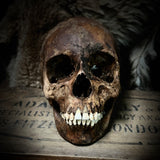 Human skull with mandible