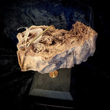 Item 2. Mummified human leg slice