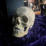 Medically prepared human skull