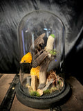Item 4. Taxidermy manakin dome