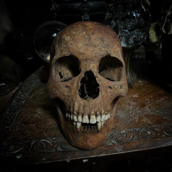 Human skull