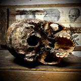Human skull