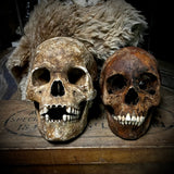 Large human skull with mandible
