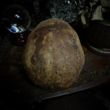 Human skull