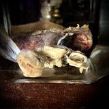 Medically preserved fetal specimen