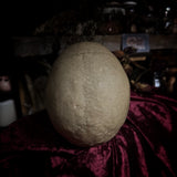 Adam Rouilly medical skull