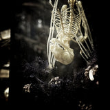 Fruit Bat Skeleton - Curio Box
