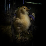Taxidermy “Chick in mini coffin”