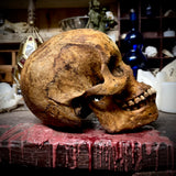 Human skull with mandible