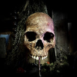 A human skull