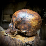 Human skull