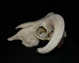 Item 16. Ram skull