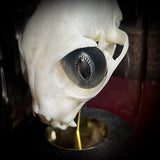 Hades the All Seeing Cat