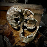 Large human skull with mandible