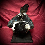 Taxidermy magpie