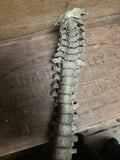Articulated human spine