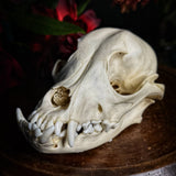 Dog Skull - “Mongrel” With Prominent Underbite