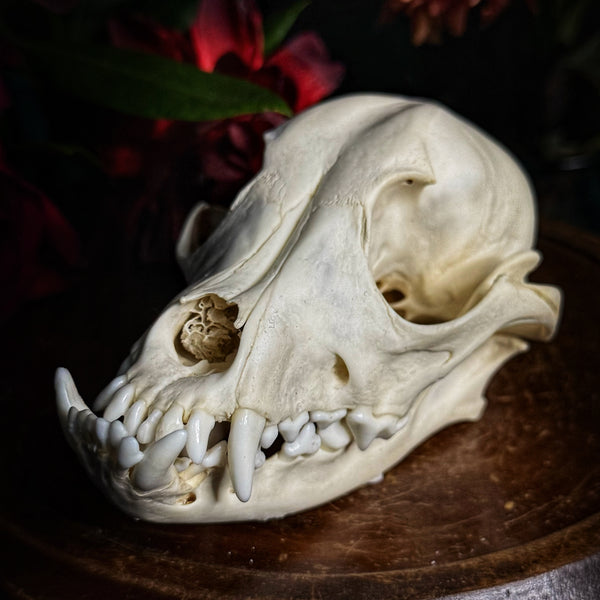 Dog Skull - “Mongrel” With Prominent Underbite