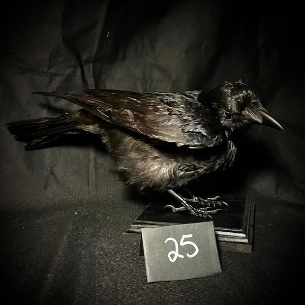 Item 25. Taxidermy crow
