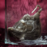 Wet Specimen “Brown Mouse”