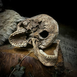 Human skull with mandible