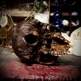 Human skull