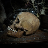 Human skull