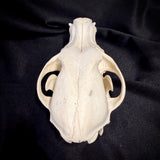 Item 7. Dog skull