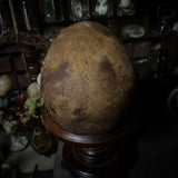 Human skull