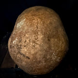 Item 11. Human skull with mandible