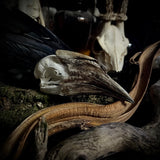 Trumpeter hornbill skull