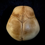 Item 1. Human fetal skull