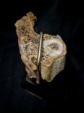 Item 6. Mummified leg slide stand