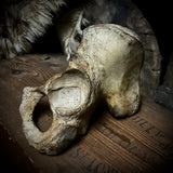 Human hip bone