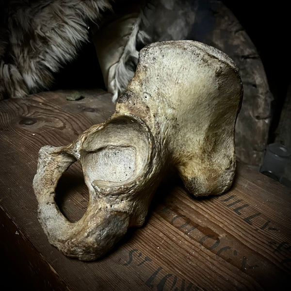 Human hip bone