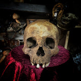 Human skull