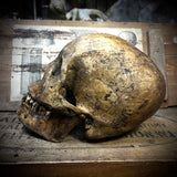 Human skull with mandible