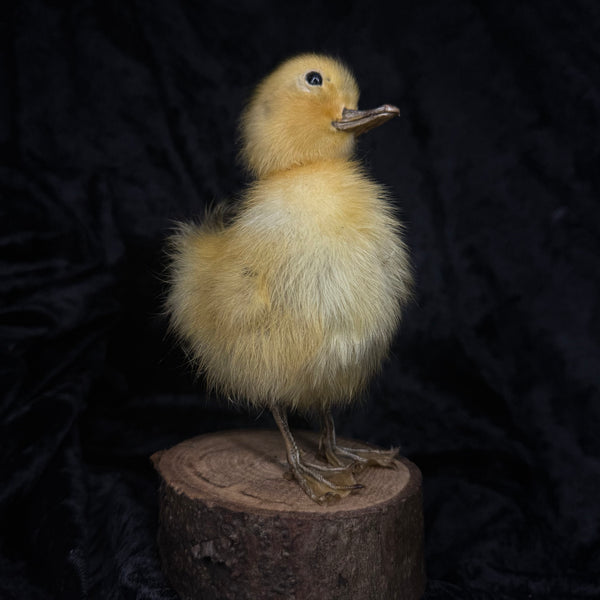 Taxidermy “Duckling”