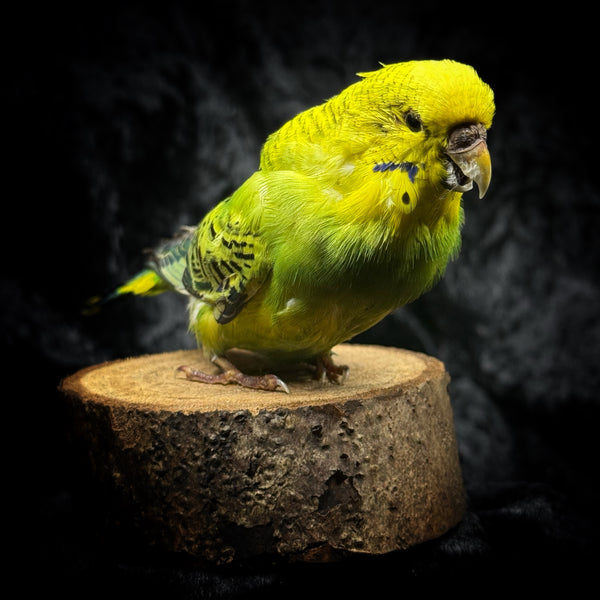 Taxidermy “Green Budgie”