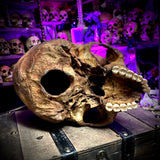 Human skull