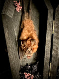 Item 5. Taxidermy bat coffin