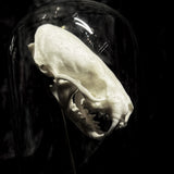 “Mink skull” in a glass dome