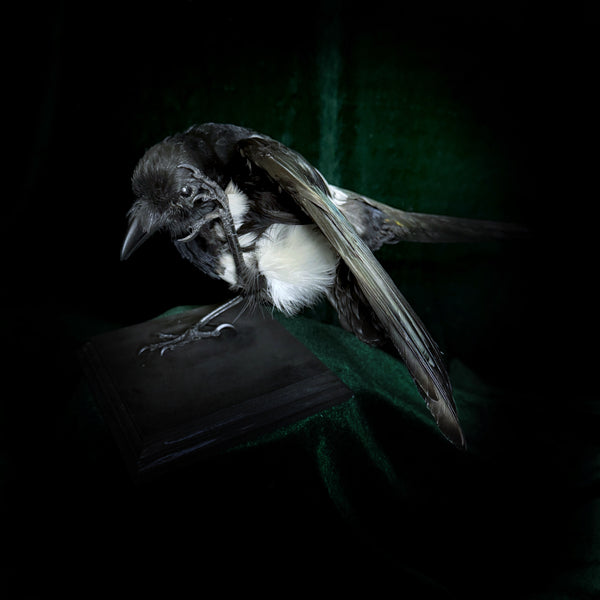 Taxidermy Magpie