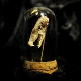 “Mole skull” in a glass dome
