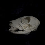 Deformed Piglet Skull